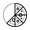 Kozak Çam Fıstığı 